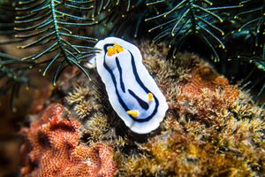 Loch's Chromodoris
