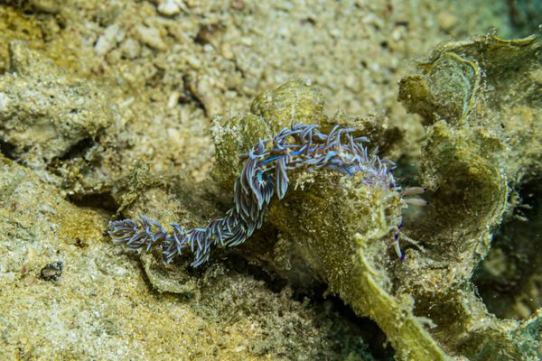 Giant Clams encounter 31