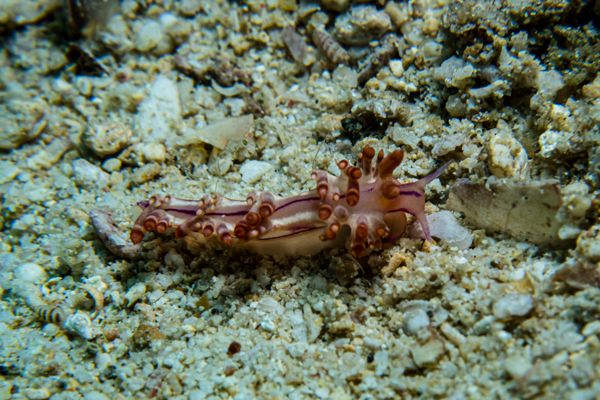 Giant Clams encounter 32