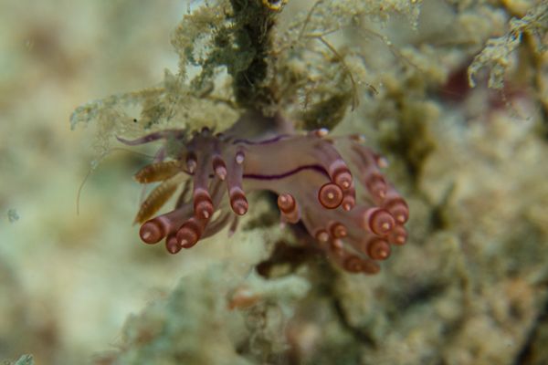 Giant Clams encounter 33