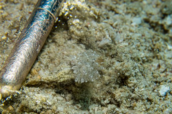 Giant Clams encounter 34