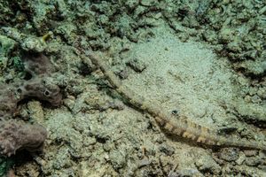 Reeftop Pipefish