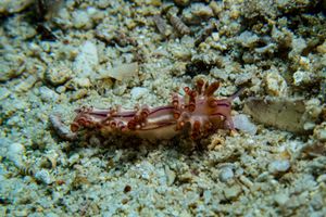Coryphellina flamma