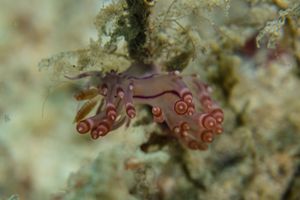 Coryphellina flamma