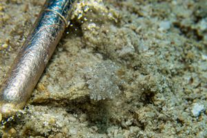 crested aeolis