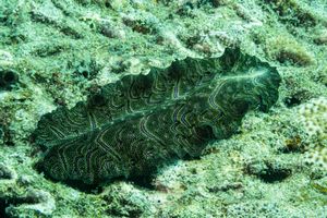 Persian Carpet Flatworm