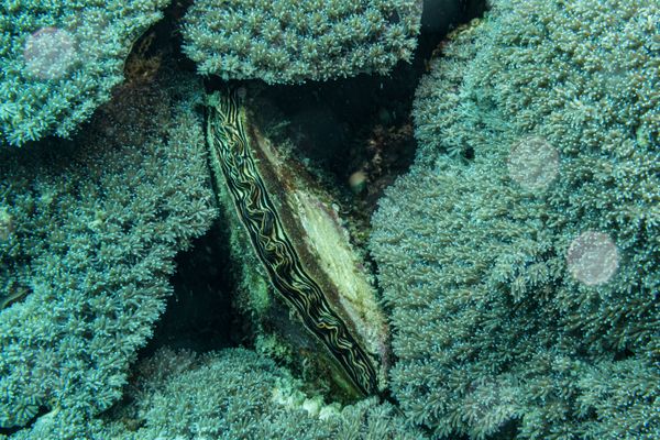 Sabang Wrecks encounter 11