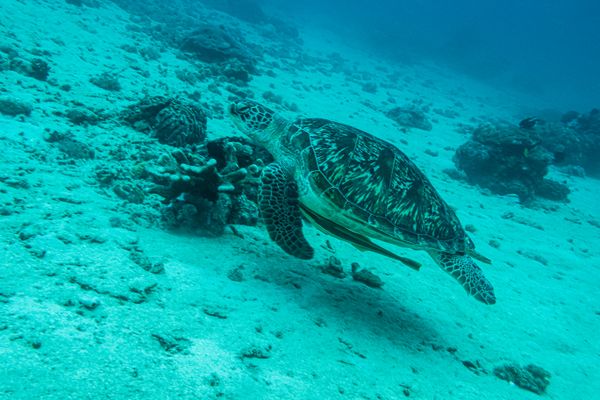 Sabang Wrecks encounter 12
