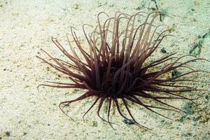 Cylinder Anemone