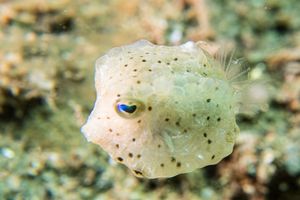 Roundbelly Cowfish