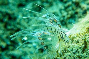 Indian Lionfish