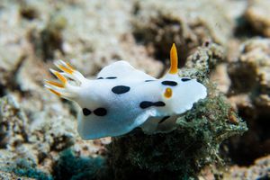 Alcala's Chromodoris