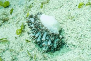 Beaded sea anemone