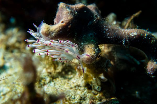 Small La Laguna Point encounter 16
