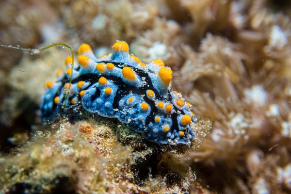 Small La Laguna Point encounter 17
