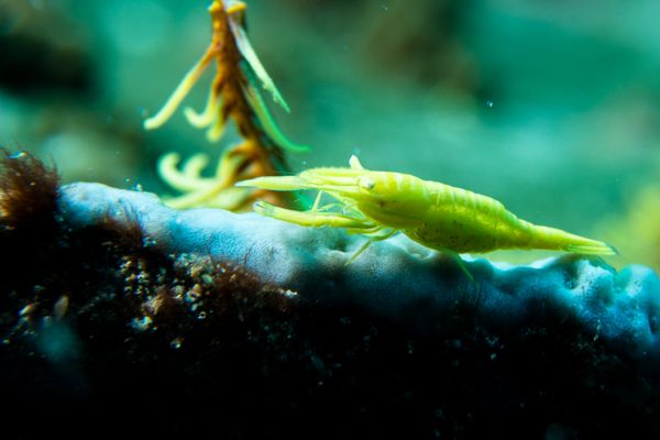 Small La Laguna Point encounter 18