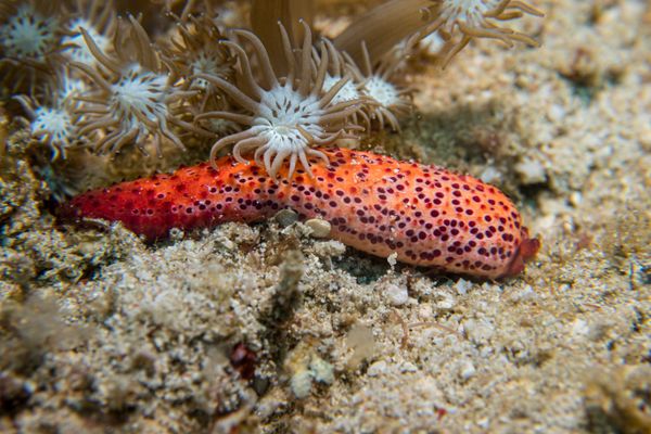 Small La Laguna Point encounter 19