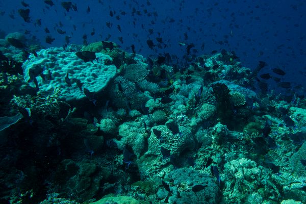 Dive 1 encounter 20