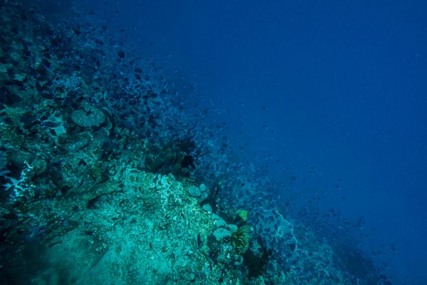 Dive 1 encounter 21