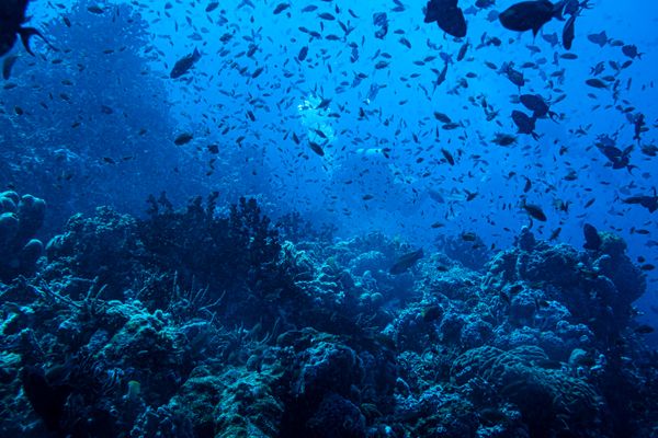 Dive 1 encounter 23