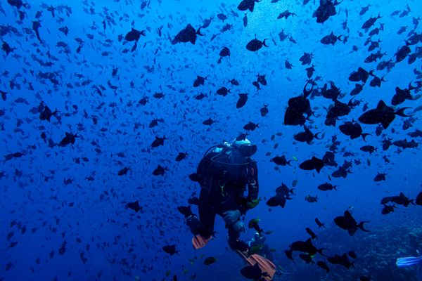 Dive 1 encounter 26