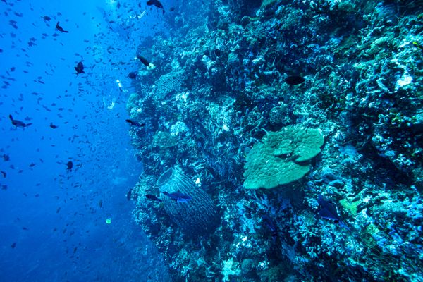 Dive 1 encounter 27