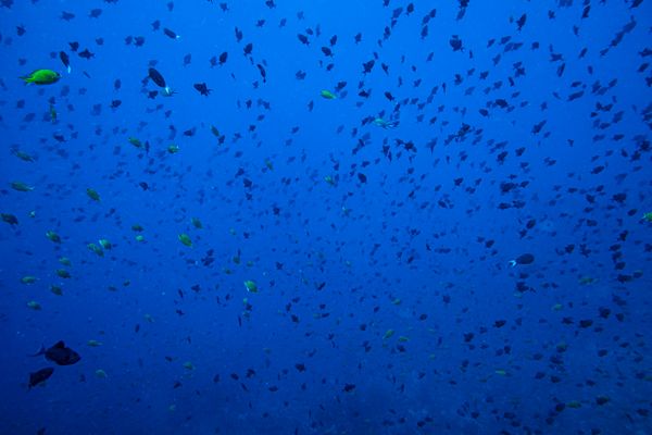 Dive 1 encounter 28