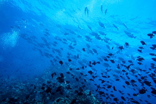 Dive 1 encounter 29