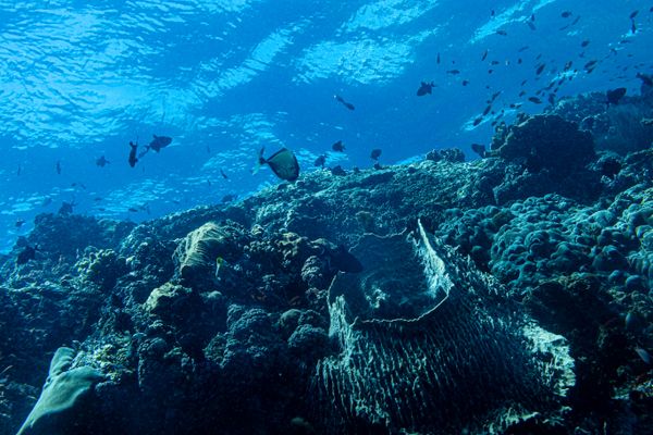 Dive 1 encounter 30