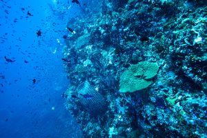 Scrawled Filefish