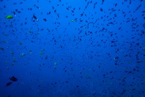 Pyramid Butterflyfish