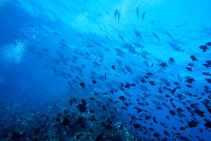 Redtooth Triggerfish