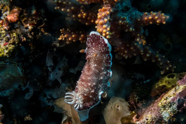 The Pinnacles encounter 12