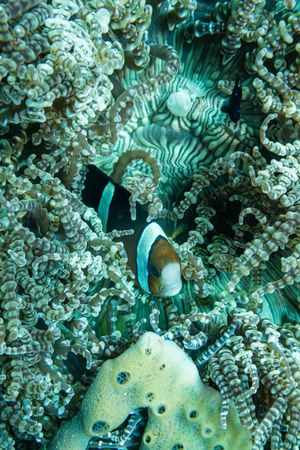 Beaded sea anemone