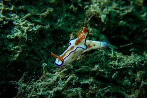 Three-lobed T-bar Nudibranch
