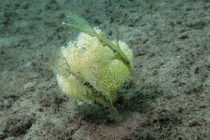 Robust Ghostpipefish