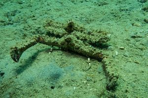 Longsnout Stingerfish