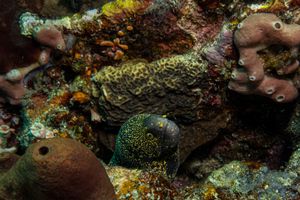 Snowflake Moray