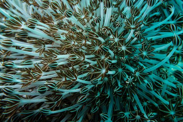 Coral Garden encounter 13