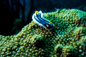 Loch's Chromodoris