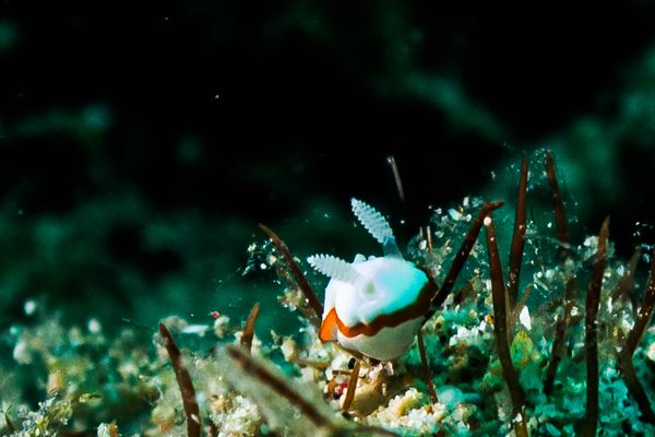 Sabang Wrecks encounter 15