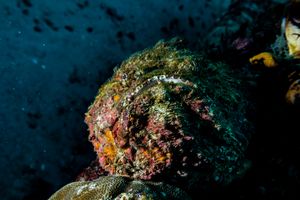 Reef Stonefish