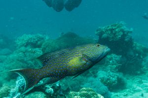White-edge Coronation Trout