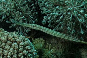 Western Atlantic Trumpetfish