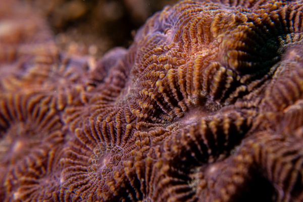 Giant Clams encounter 39
