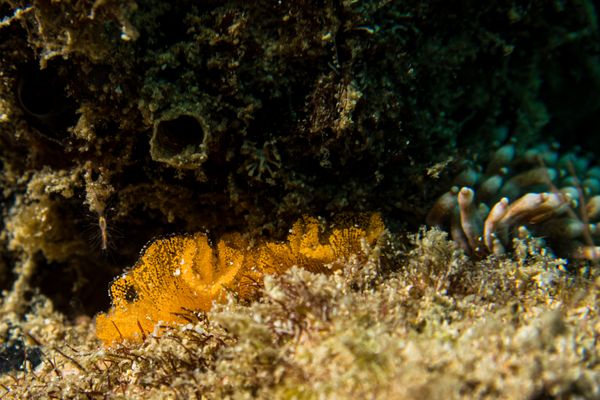 Giant Clams encounter 40