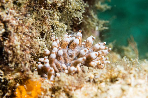Giant Clams encounter 41
