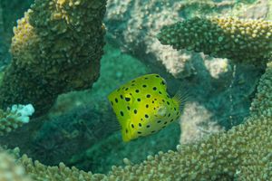 Yellow Boxfish