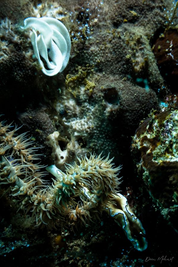 Verde Island encounter 28