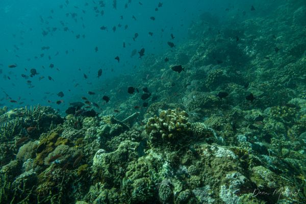 Verde Island encounter 29